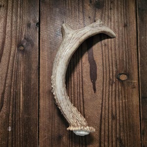 Antler Door Handle, 9" Real 3 pt Whitetail Deer Antler, Barn Door, Cabin, Gun Cabinet, Man Cave, Work Shed, Tree House, Cabin Decor #H5