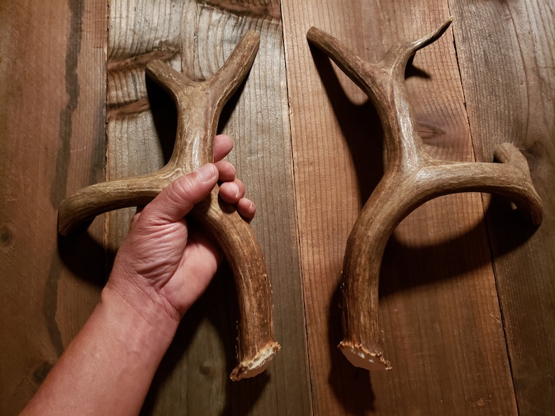 real deer antler handle set matched double door pulls barn door  refrigerator man cave gun room hunting lodge cabin log home house mule sheds