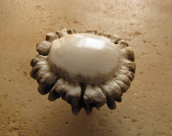 Tiradores de corona de asta de ciervo auténtica pulida para puertas de armarios, cajones, cómodas, mesas auxiliares, cobertizos de ciervos.