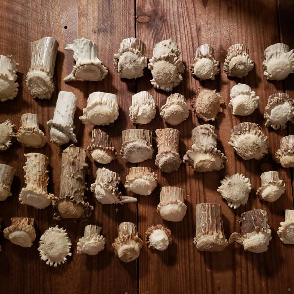40 Deer Burrs, Shed Crowns, Antler Knobs Pulls, Drawer and Door, Antler Hardware, Craft Antler, Antler Decor Charm #A4