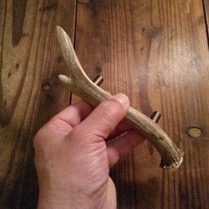 May include: A natural antler cabinet knob with a light brown color and a natural finish. The antler is attached to a metal screw.