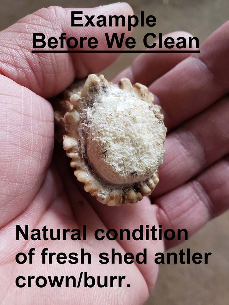 Puede incluir: Primer plano de una corona o protuberancia de asta de ciervo natural reci&eacute;n ca&iacute;da. La asta es blanca, con una textura rugosa, y se sostiene en una mano. El texto "Example Before We Clean" es visible en la parte superior de la imagen. El texto "Natural condition of fresh shed antler crown/burr." es visible en la parte inferior de la imagen.