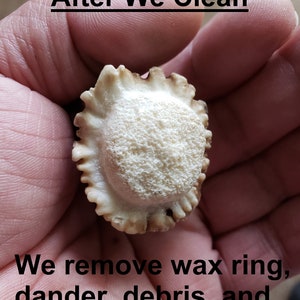 Puede incluir: Primer plano de una punta de cuerno de ciervo blanca con una superficie rugosa y texturizada. El cuerno ha sido limpiado y est&aacute; libre de cera, caspa, residuos y pelo. "After We Clean" y "We remove wax ring, dander, debris, and hair" est&aacute;n escritos en texto negro debajo del cuerno.