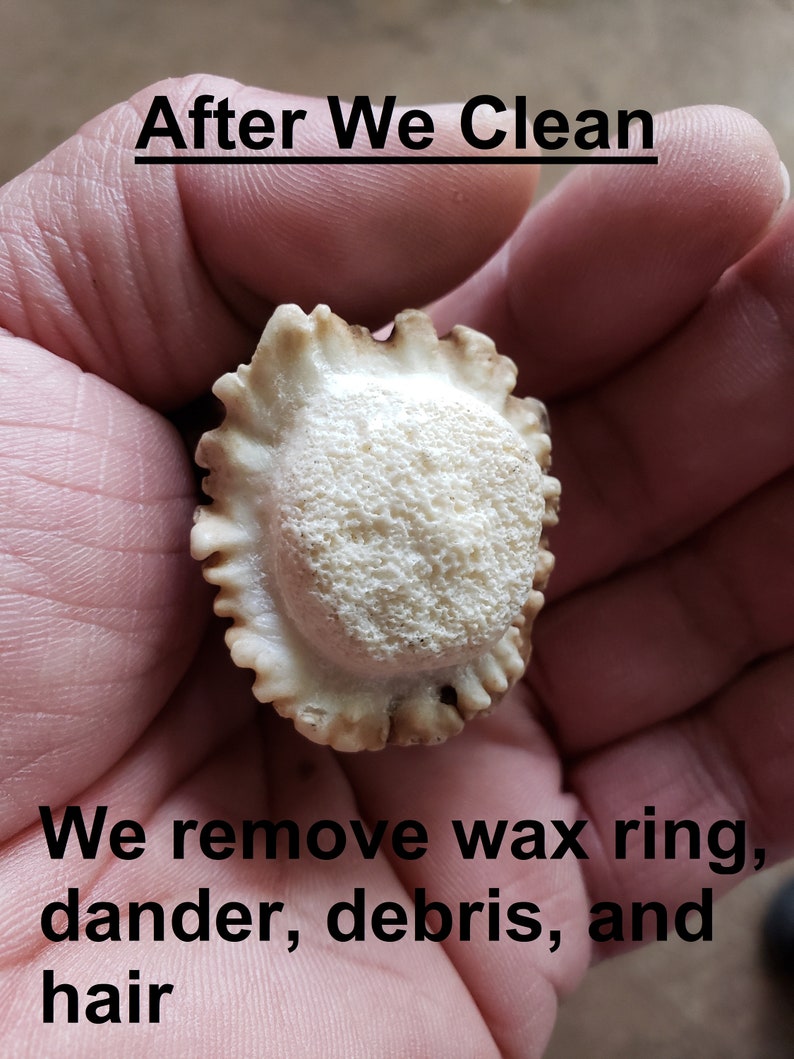 Puede incluir: Primer plano de una punta de cuerno de ciervo blanca con una superficie rugosa y texturizada. El cuerno ha sido limpiado y est&aacute; libre de cera, caspa, residuos y pelo. "After We Clean" y "We remove wax ring, dander, debris, and hair" est&aacute;n escritos en texto negro debajo del cuerno.