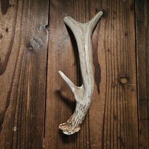 Tirador de asta para puerta, 10-3/8" de asta de ciervo auténtica de 3 puntas, puerta de granero, cabaña, armario de armas, cueva de hombre, cobertizo de trabajo, casa del árbol, decoración de cabaña #H3