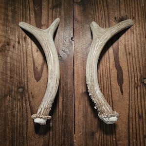 Juego de manijas de asta de ciervo mula auténticas de 25 cm (10") con forma de horquilla para puertas dobles, despensa, armario para armas, cueva de hombre, cobertizo de herramientas, decoración de cabaña #S1