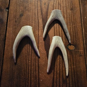 3 Fork Antler Pendants 3-1/2&quot; Drilled Tips, Antler Jewelry, Antler Necklace, Natural Shed Antler, Embellish Bag, Deer Antler, #T62