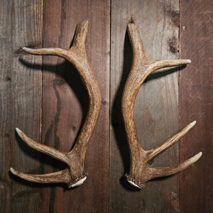 May include: Two naturally shed deer antlers, showcasing a light brown color with textured surfaces and multiple tines. The antlers are set against a rustic wooden background, highlighting their organic form and potential for decorative use.
