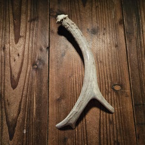 Hermosa manija de puerta de asta, 11" de asta de ciervo real de 3 puntas, puerta de granero, cabaña, armario de armas, cueva de hombre, cobertizo de trabajo, casa del árbol, decoración de cabaña #H2