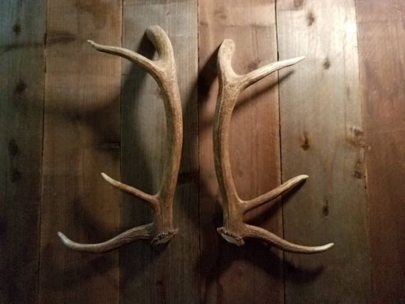Killer Shed Elk Antler Handle Set Matched for Door Pulls ... Killer Shed Elk Antler Handle Set Matched for Door Pulls ...