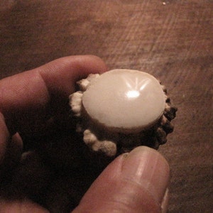 Puede incluir: Un bot&oacute;n de cuerno de ciervo blanco con un centro liso y blanco y un borde exterior rugoso y marr&oacute;n.