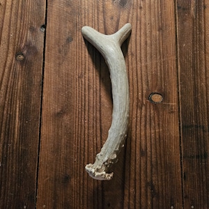 May include: A light brown antler with a forked end, lying on a wooden surface.
