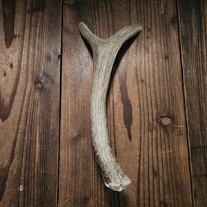Puede incluir: Una sola cornamenta, de color marrón claro, descansa sobre un fondo de vetas de madera oscura. La cornamenta tiene una forma curva con múltiples puntas, mostrando su forma y textura orgánica. La veta de la madera proporciona un contraste rústico.
