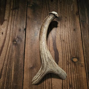Puede incluir: Un solo asta, de color marrón claro con estrías más oscuras, descansa sobre una superficie de madera rústica. El asta se curva con gracia, mostrando su forma y textura naturales. El fondo es una textura de madera cálida.
