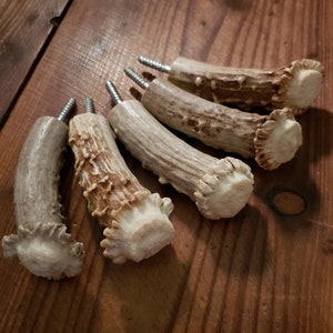 Op de afbeelding: Vijf hertengewei knoppen met een schroef aan de achterkant, klaar om te worden gebruikt als ladetrekkers of kastbeslag. De hertengewei knoppen zijn van nature lichtbruin van kleur met een witte punt.