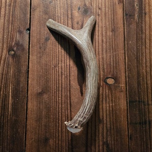 May include: A light brown antler with a Y-shaped top, resting on a wooden surface.