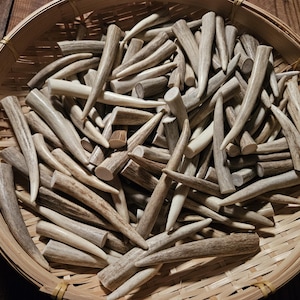Fresh Deer Antler Tips, Points, Tines, Choose Your Size and I&#39;ll Select, Premium Quality No Doubt, for Crafting, Jewelry, Necklaces, 10 Pack