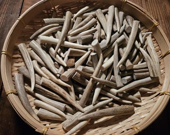 Puntas de asta de ciervo frescas, elige tu talla y yo la seleccionaré. Calidad prémium, sin duda, para manualidades, joyería y collares. Paquete de 10.
