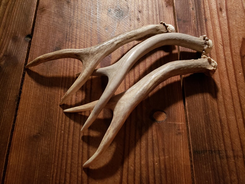 Elk Antler/horn dog chews/treat/1 Lb Deer/Elk Naturally shed Small-XL art/craft