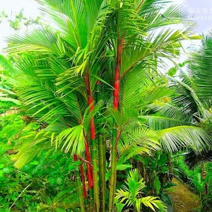 Lipstick Palm (Cyrtostachys renda) - Tropical Palm for Garden & Indoor Growing 10 Seeds