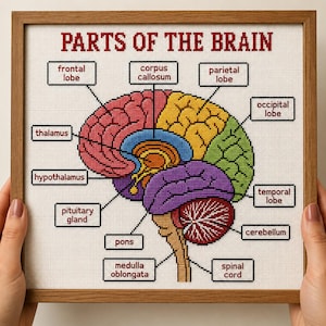 May include: A framed cross-stitch embroidery depicting a colourful anatomical diagram of the human brain. The title PARTS OF THE BRAIN is stitched in red at the top, with labels pointing to the frontal lobe, thalamus, hypothalamus, pituitary gland, corpus callosum, parietal lobe, occipital lobe, temporal lobe, cerebellum, pons, medulla oblongata, and spinal cord.