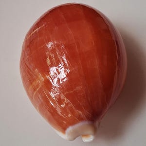 May include: A smooth, glossy, oval-shaped sea shell with a rich, deep reddish-brown colour. The surface features subtle, lighter-toned vertical striations and a polished finish. A small, white, slightly recessed opening is visible at the base.