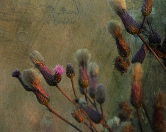 Dreamy photo thistle Shabby meadow fine art photography print, digital collage 8X10 landscape limited edition violet brown green wall home