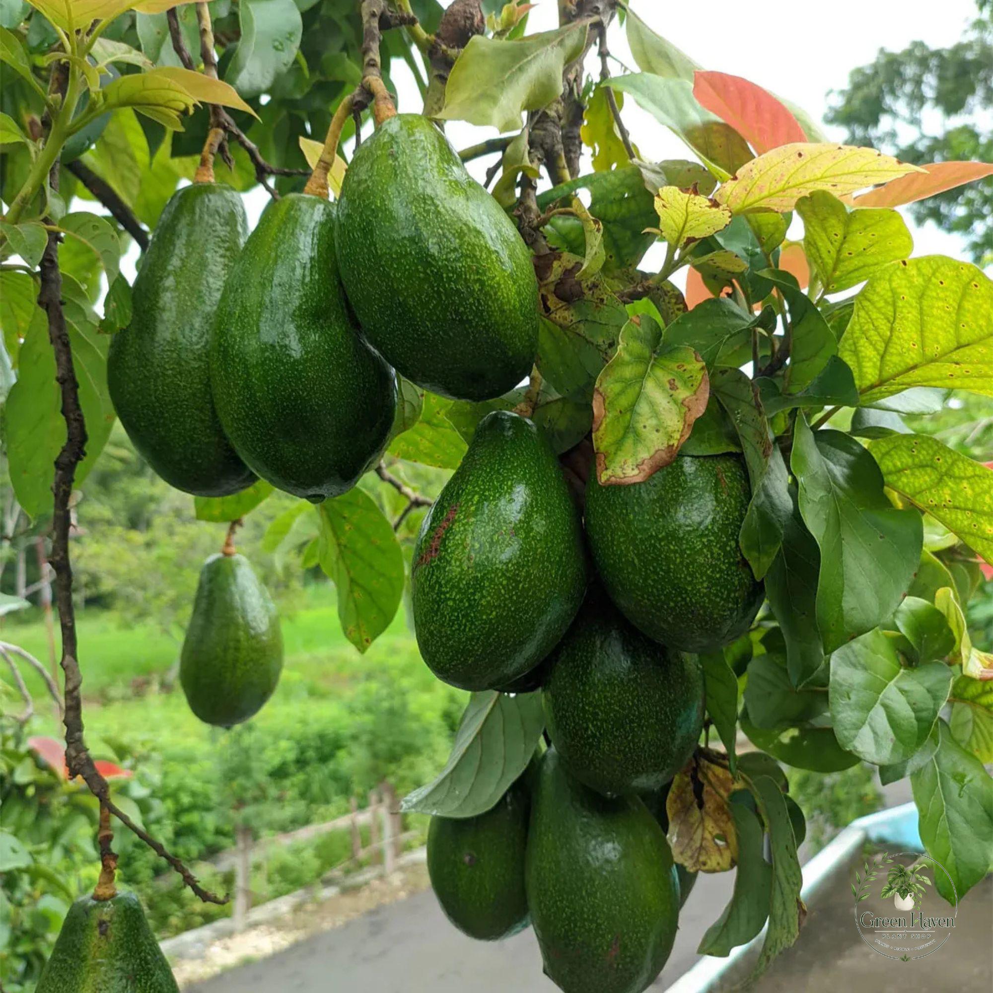 Grafted guava trees - Etsy 日本