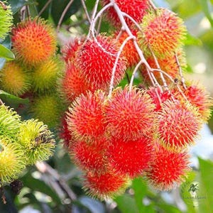 Rambutan innestato Nephelium Lappaceum Pianta da frutto esotica dolce Albero tropicale