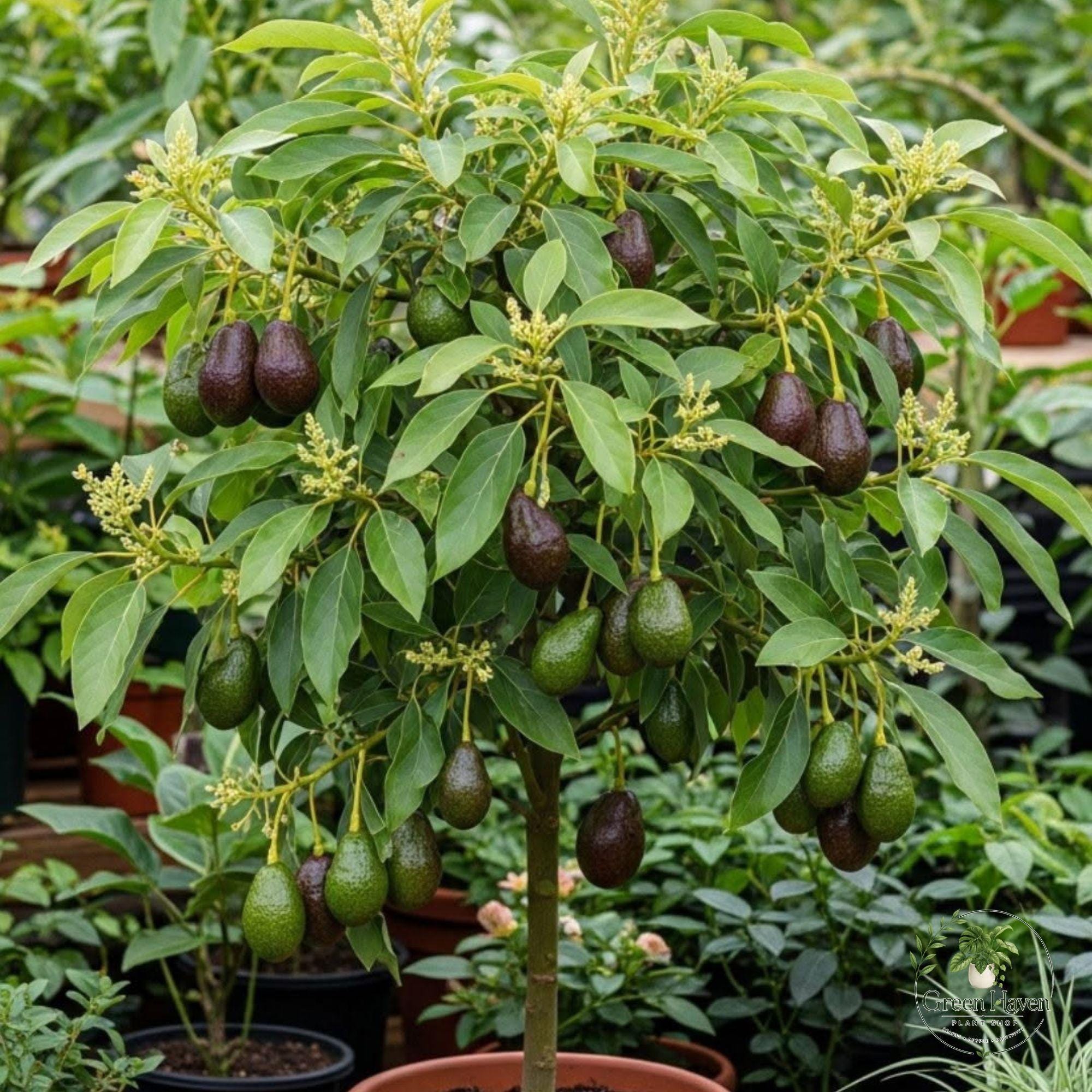 Grafted avocado tree - Etsy 日本