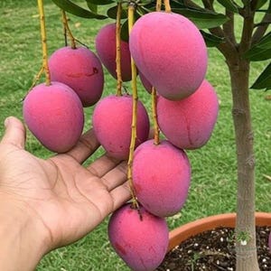 Mango innestato Miyazaki, pianta viva, raro albero da frutto tropicale giapponese, pianta da giardino