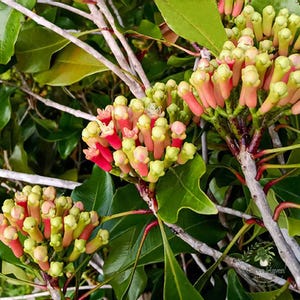 以下が含まれることがあります： 木の枝に成長するクローブの花芽の房。つぼみは淡い緑色の丸みを帯びた先端と赤みがかったピンク色の基部を持ち、密集した直立した房状に配置されています。濃い緑色の光沢のある葉が茎と木質の枝を囲んでいます。