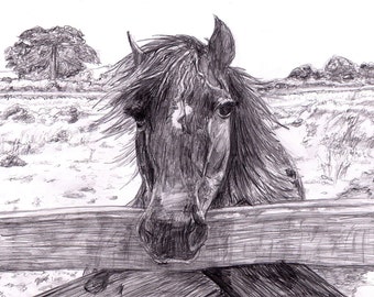 Print of a Sketch of Magic the Horse Print by Frank Allen