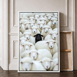 Puede incluir: Una impresión de arte mural rectangular enmarcada que muestra un gran rebaño de ovejas blancas con lana espesa, con una sola oveja negra situada cerca del centro del grupo, todas mirando hacia adelante en una composición densa.