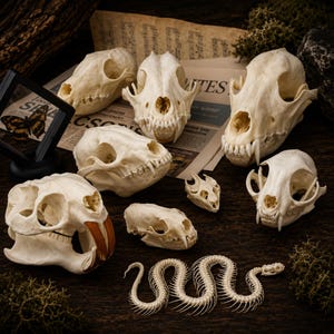 May include: A collection of various animal skulls and a snake skeleton arranged on a dark surface. The assortment includes several mammal skulls of different sizes, a small framed butterfly specimen, and a long, articulated snake vertebral column.