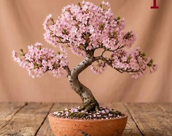 Bonsaiboompje met roze kersenbloesem, Prunus Serrulata Sakura, levende bloeiende bonsai, Japanse bonsai, keramische pot, cadeau voor een housewarming