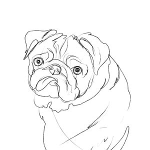 Line Sketch Pet Portrait