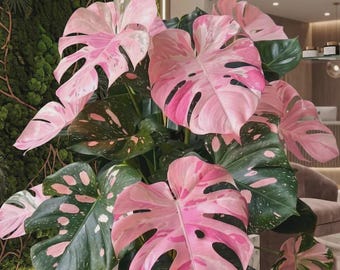 Monstera panachée rose vivante, plante tropicale d'intérieur