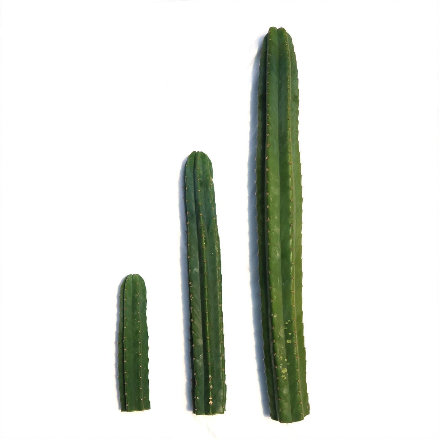 San pedro cactus plant - Etsy 日本