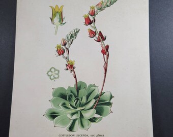 Vintage Succulent Lithograph 8 x 10 Print Art