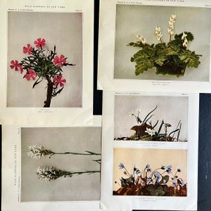 Wildflowers of New York Antique Color Botanical Prints, Set of 4 Prints,Antique Floral Prints image 2