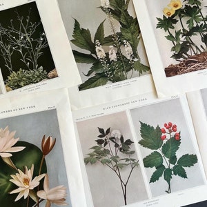 Wildflowers of New York Antique Color Botanical Prints, Set of 4 Prints,Antique Floral Prints