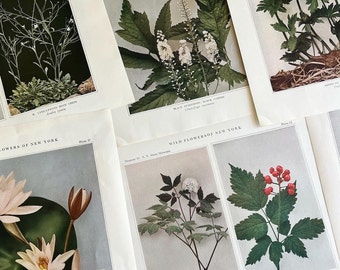 Wildflowers of New York Antique Color Botanical Prints, Set of 4 Prints,Antique Floral Prints