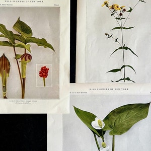 Wildflowers of New York Antique Color Botanical Prints, Set of 4 Prints,Antique Floral Prints image 4