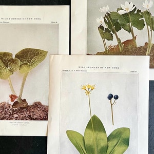 Wildflowers of New York Antique Color Botanical Prints, Set of 4 Prints,Antique Floral Prints image 5