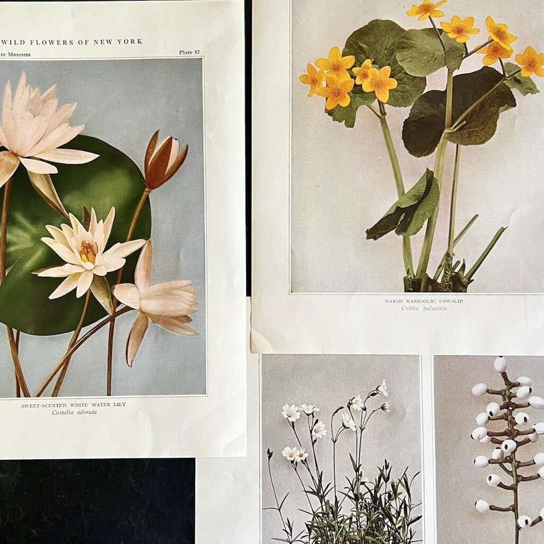 Wildflowers of New York Antique Color Botanical Prints, Set of 4 Prints,Antique Floral Prints image 3