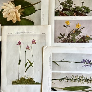 Wildflowers of New York Antique Color Botanical Prints, Set of 4 Prints,Antique Floral Prints image 6