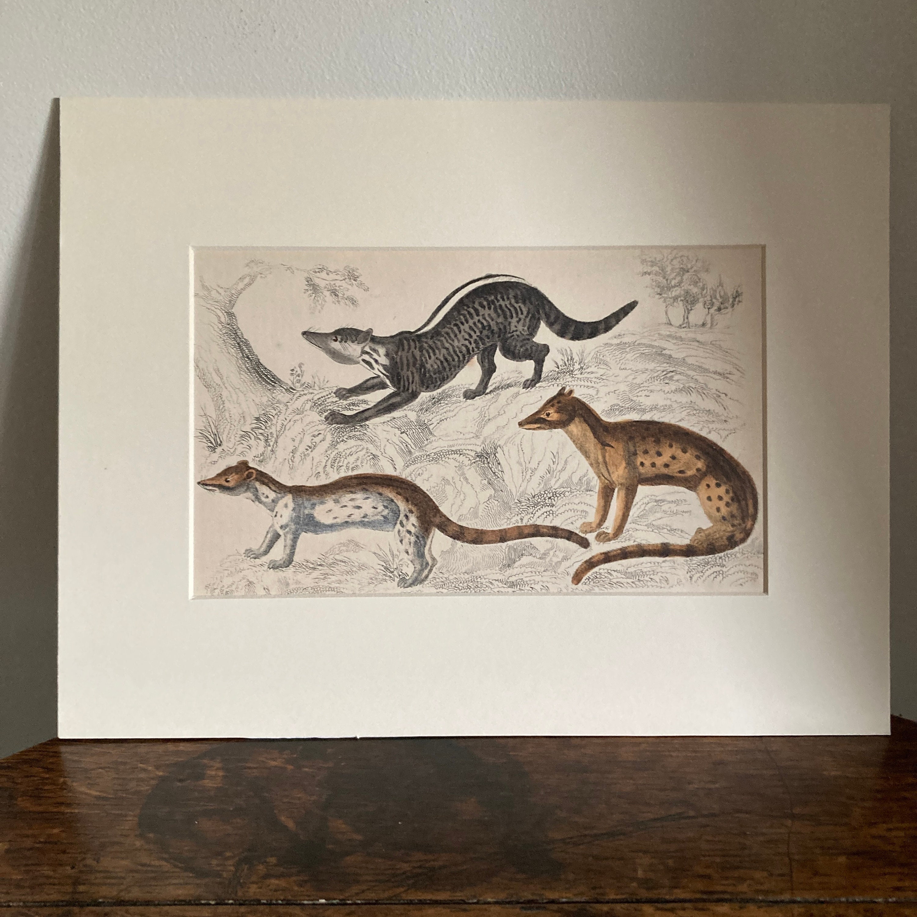 Four Antique Mounted Mid 19th Century Hand Coloured Animal Engravings C ...