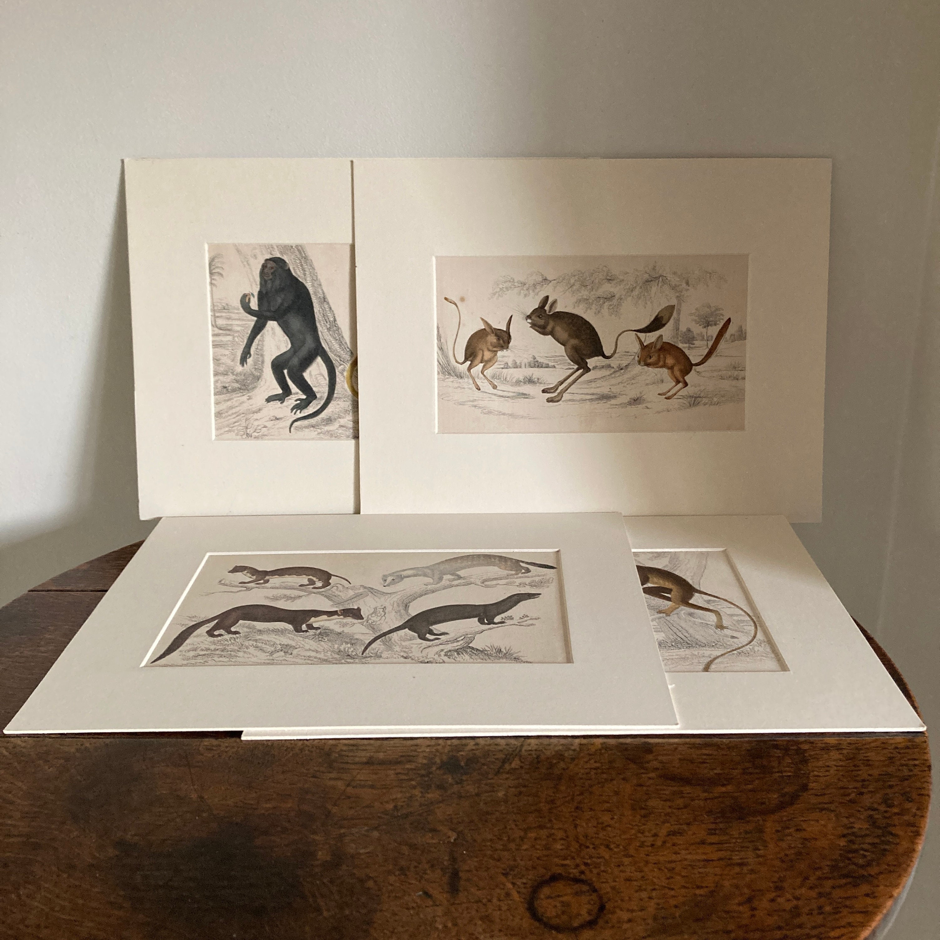 Four Antique Mounted Mid 19th Century Hand Coloured Animal Engravings C ...