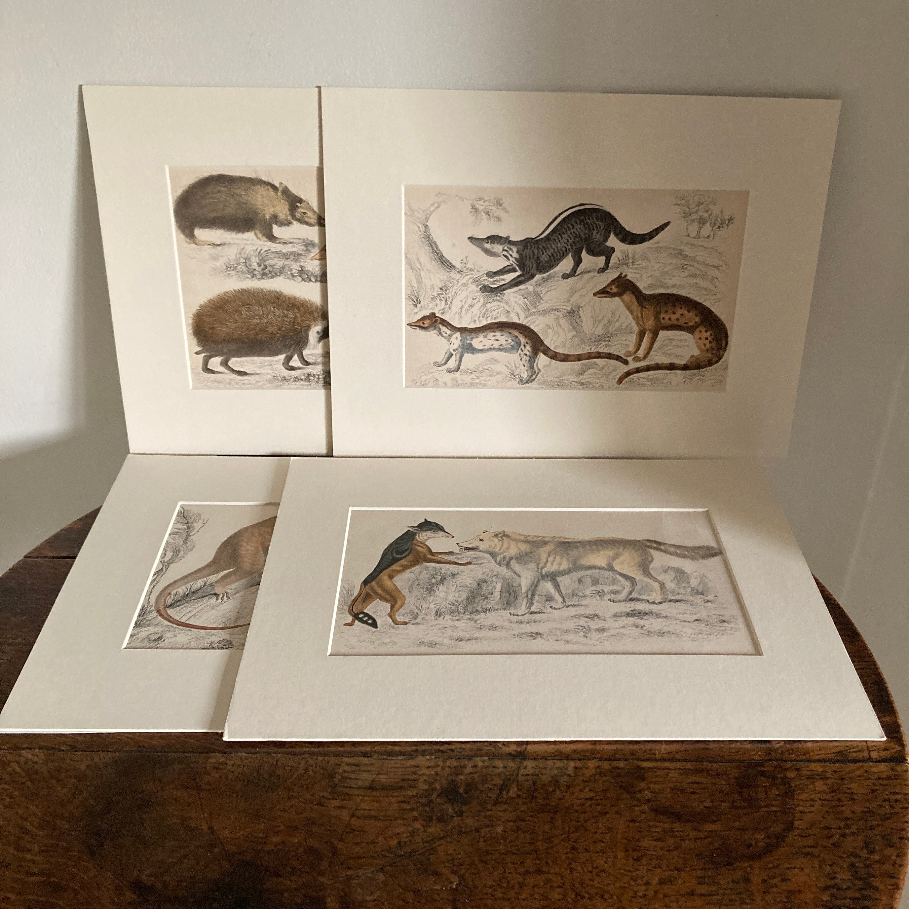 Four Antique Mounted Mid 19th Century Hand Coloured Animal Engravings C ...